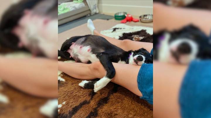 Volunteer Takes In Neglected Dog From Oregon Shelter And Helps Her Raise Nine Newborns