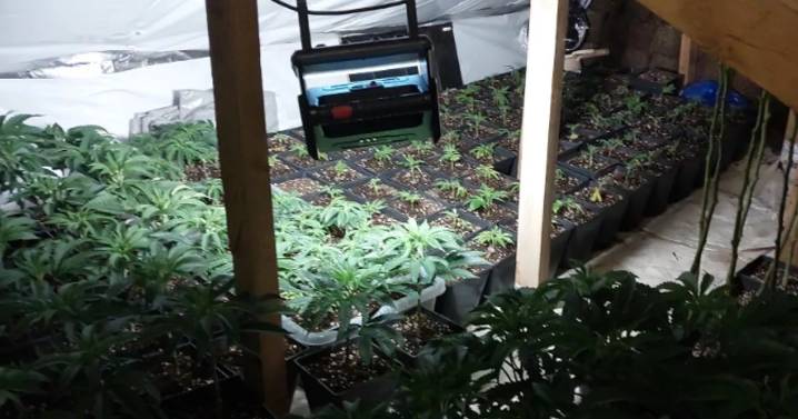 Inside one of Birmingham's biggest ever cannabis farms that was 'central supply hub'