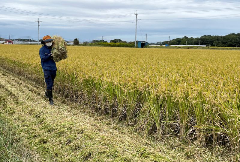 Japan's rice prices on rise again in test for new prime minister 