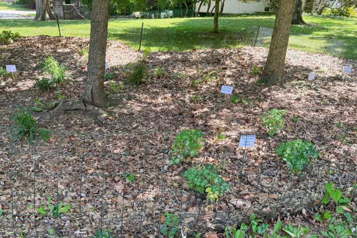 Give caterpillars a ‘soft landing’ under your trees. The ecosystem will thank you