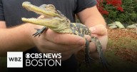 Alligator found in Charles River now in care of rescuer