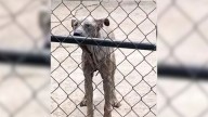 Texas Rescuers Stunned By A Dog Forced To Live On A Chain For Six Full Years