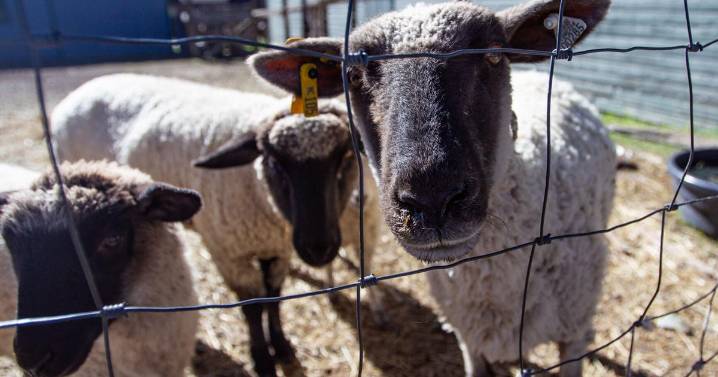 On the job: Sheep eating up weeds, attention at Cross Orchards
