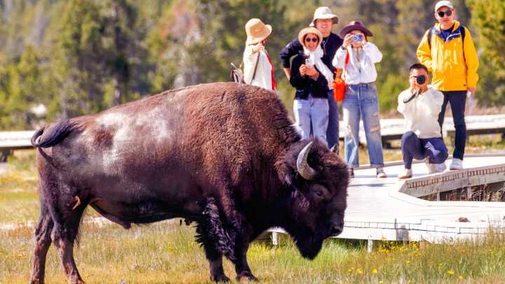 Tourons Push Their Luck At Yellowstone National Park — And Remind Everyone Why You "Don't Pet The Fluffy Cows"