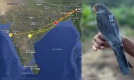 Tiny Indian falcon’s marathon 1,000 km flight in a single day amazes scientists