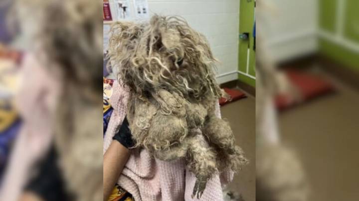 Missouri Pup Was Frozen Under Layers Of Matted Fur And Then Rescuers See Something They’ll Never Forget