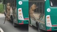 Woman injured as leopard jumps on safari vehicle in Bannerghatta National Park, hospitalised