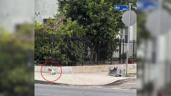 After Two Long Months On The Streets, This California Dog Finally Gets The Life He Deserves