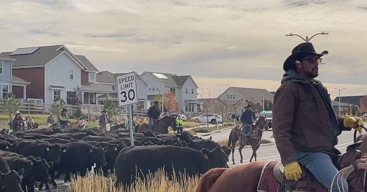 Hundreds attend annual cattle drive through south Denver metro area community