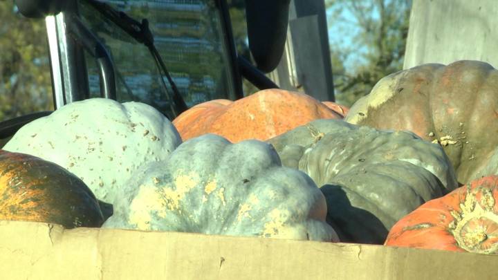 Donating your pumpkins for a good cause