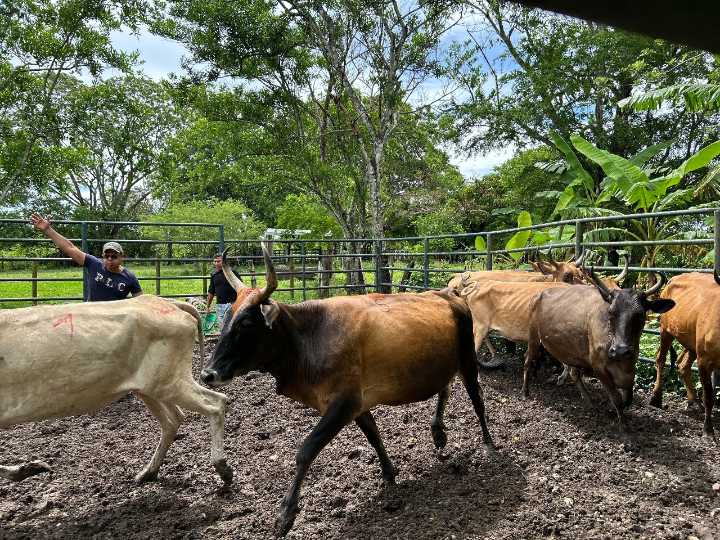 Buscan recuperación del ganado criollo con biotecnología en la Granja El Bubuy