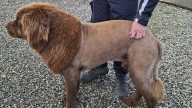 Ireland lion sighting: Police solve mystery of big cat in County Clare
