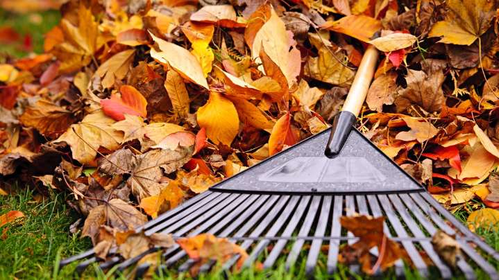 Do you have to rake fall leaves? Verify