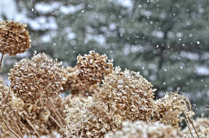 Don’t Let Frost Kill Your Hydrangeas—Here’s What to Do Right Now