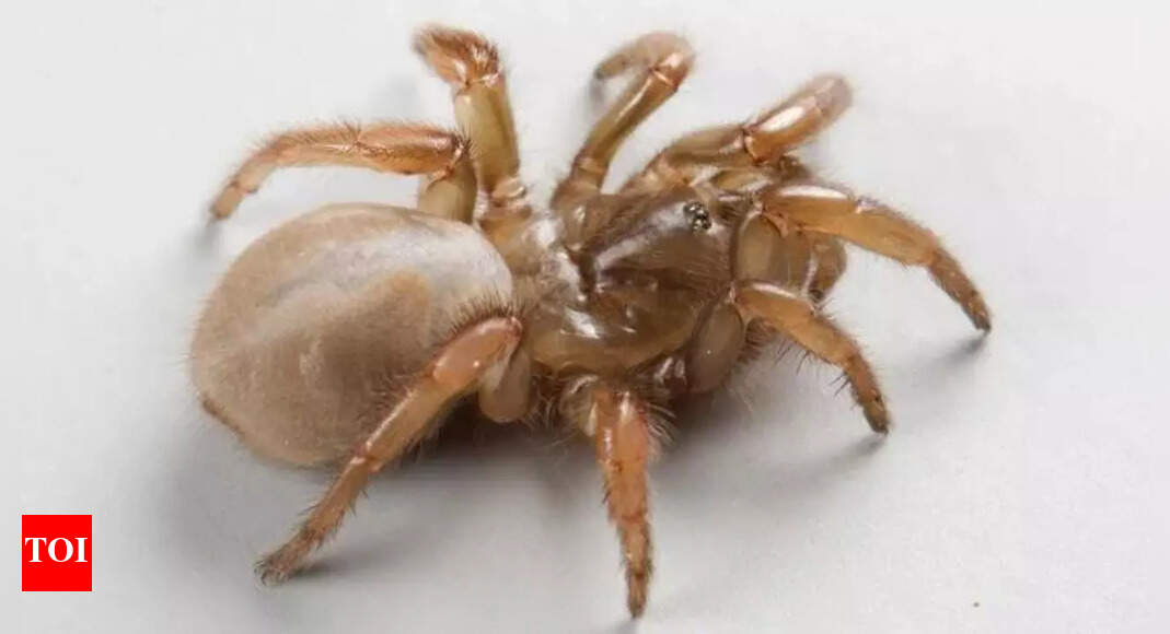 The mysterious tail of Aptostichus ramirezae: A spider with a tail like a scorpion