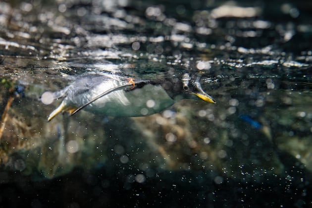 New penguin chicks celebrate first Thanksgiving at Draper aquarium