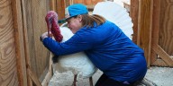 ‘You only hear about kind of the dead turkeys’: Thousands of Americans have been rescuing turkeys instead of eating them since the 1980s