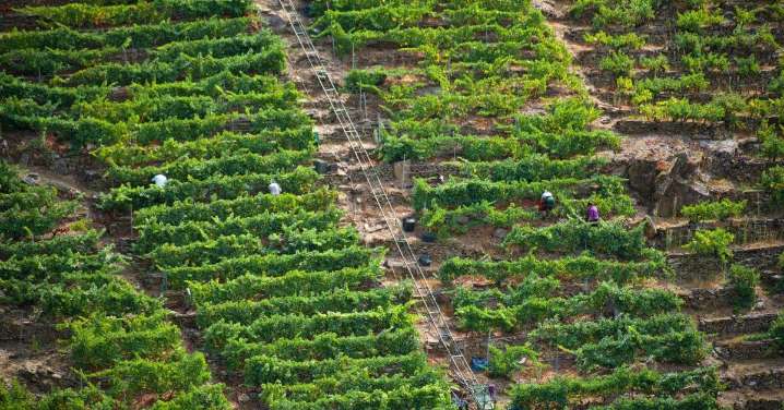 ❌ ✅ Encuesta | ¿Crees que la Ribeira Sacra debería ser declarada Patrimonio de la Humanidad?
