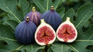 Are Figs Really Vegetarian? The Real Science, Myths, And Facts Explained