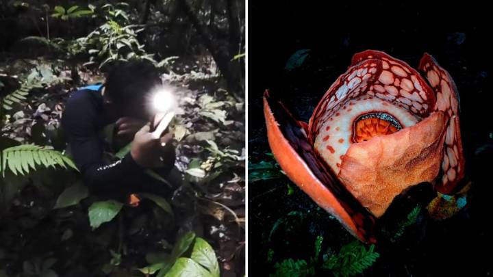 Cazador llora al encontrar la flor más rara del mundo; la buscó por 13 años