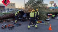 Muere un conductor de 22 años al caerle una palmera en una carretera de Torrevieja