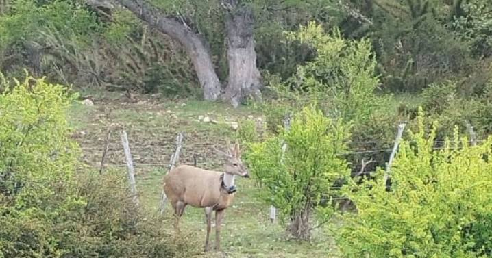 El huemul Newenche volvió a cruzar la Ruta 40 y refuerzan el monitoreo en la zona norte del Nahuel Huapi