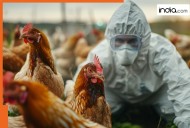 World's first death from H5N5 Bird Flu
