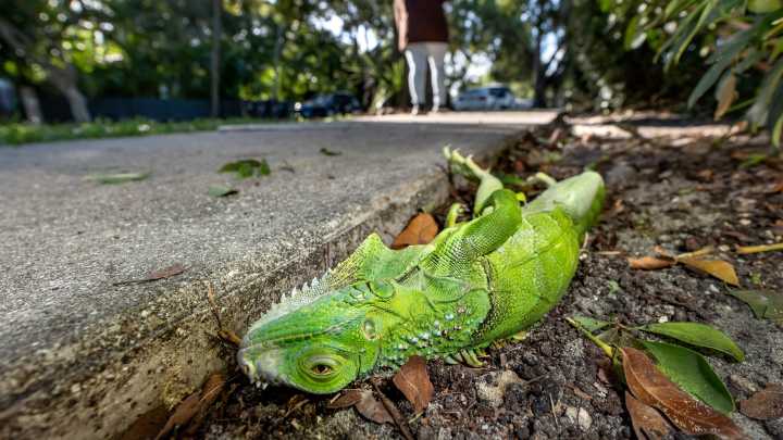 Frozen iguanas in Florida is real. See photos of cold