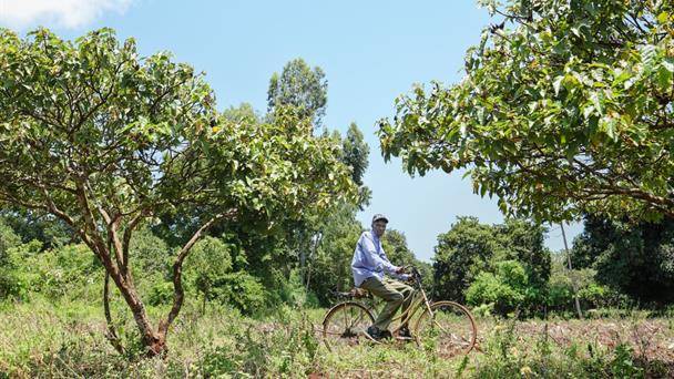 Cinco aldeas y un bosque de Kenia en el centro de la disputa mundial por tierras raras
