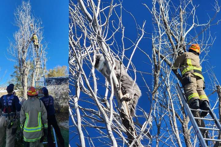 Evansville Fire Department Rescues 10-Pound Ball of Fear and Fluff