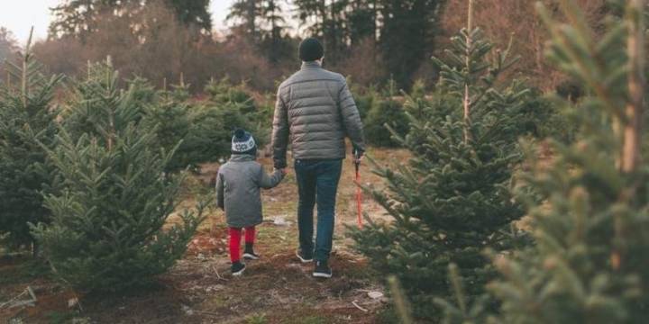 Coconino National Forest announces on-sale date for Christmas tree permits