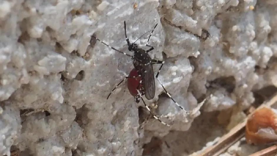 Científicos detectan nuevo ‘súper mosquito’ en Yucatán: transmite dengue, zika, chikungunya y fiebre amarilla