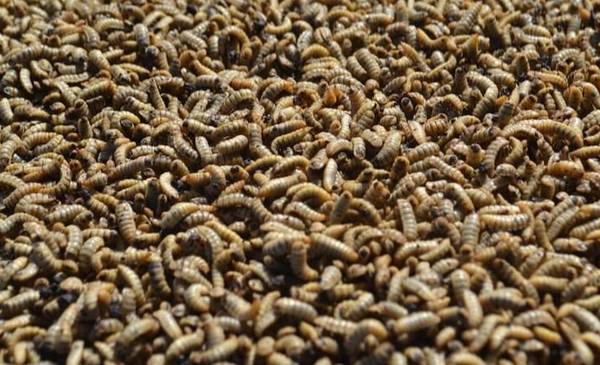 Corrientes: una niña tenía un dolor ocular y le detectaron larvas en el cráneo