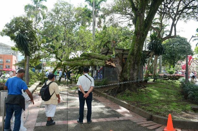 Miles de árboles con mala salud en Pereira