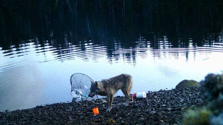 Watch This Wolf Pull Off an Absolutely Genius Crab Trap Heist