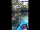 Manatees spotted in Weeki Wachee Springs