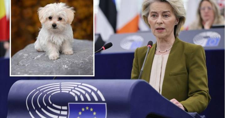 La UE cambia las normas para los propietarios de mascotas: a partir de 2028 están obligados a implantar esta medida con perros y gatos