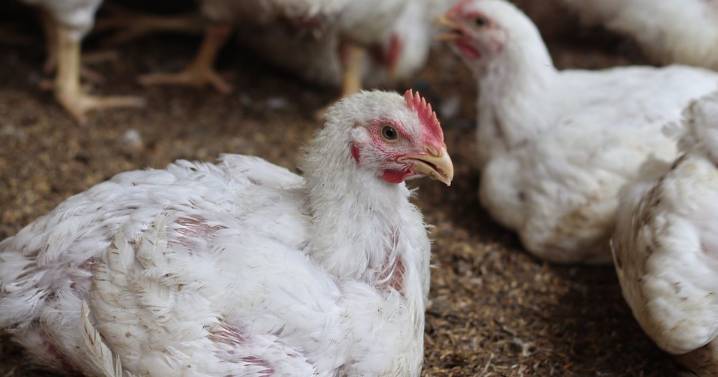 First-ever bird flu death from rare H5N5 strain recorded in US