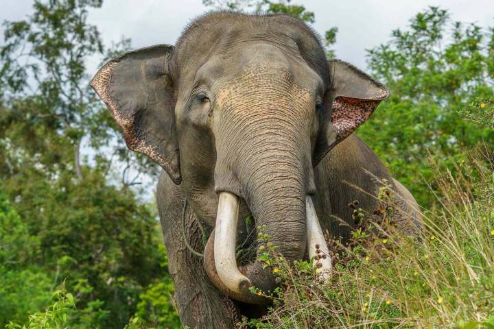 Girl, 8, Trampled to Death After Falling into Elephant Herd