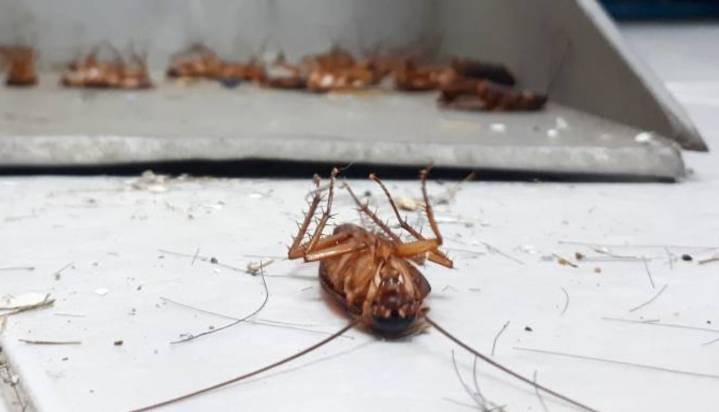 Esta mezcla de cocina elimina más del 80% de las cucarachas, según estudio científico
