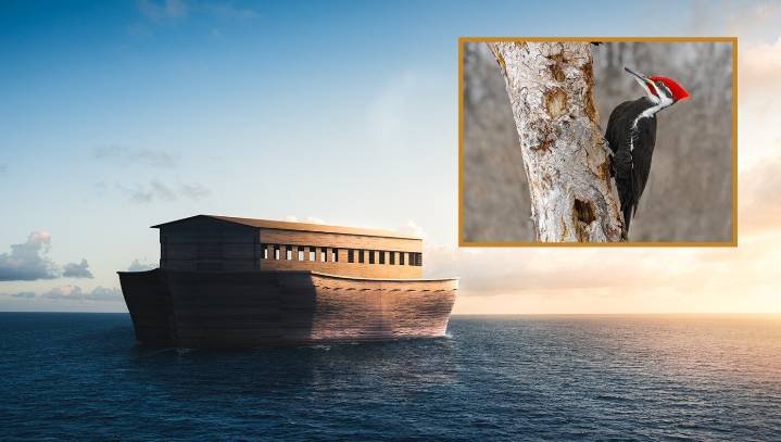 Noah Starting To Think The Woodpeckers Were A Bad Idea