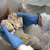 Mushroom material takes on plastic packaging at Belgian start