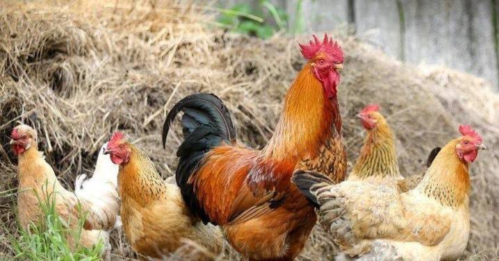El Gobierno ordena el confinamiento de todas las aves de corral en España por la gripe aviar