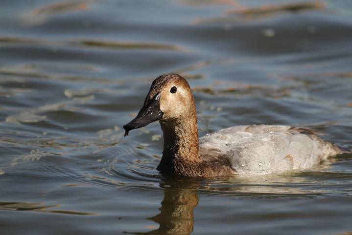 Continúan registrando llegada de aves migratorias al Parque Central