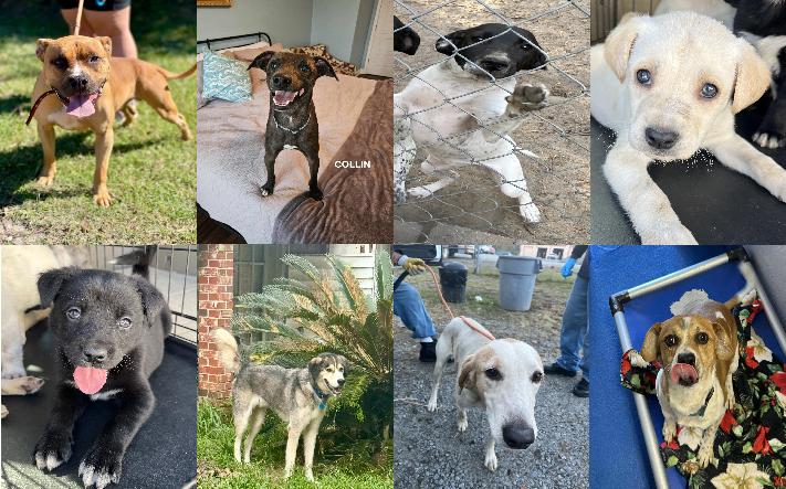 Midlands Pup Shots! November 20