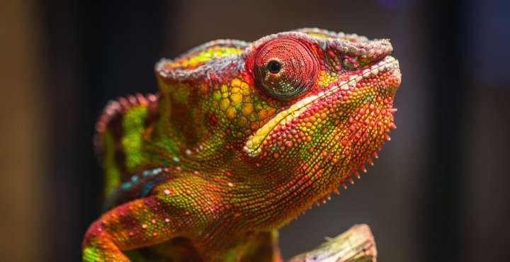 Scientists Finally Figured Out Why Chameleons’ Eyes Look Like That