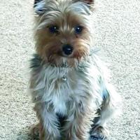 Justice for Justice: dog goes missing under strange circumstances