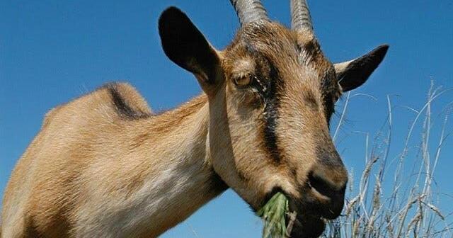 UPDATE: Man charged after dead goats found near local grocery store asks judge to see seized animals