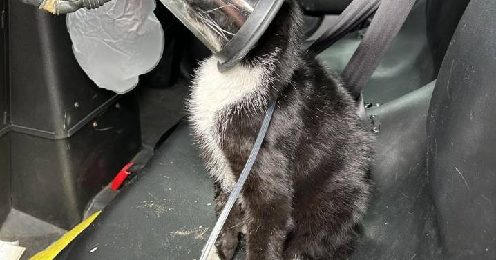 Two cats doing well after house fire on Tucson's northwest side