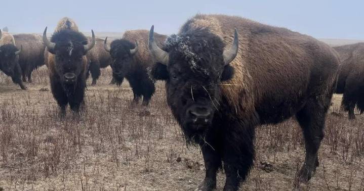 Fort Peck’s vision for ‘endless’ buffalo prairie